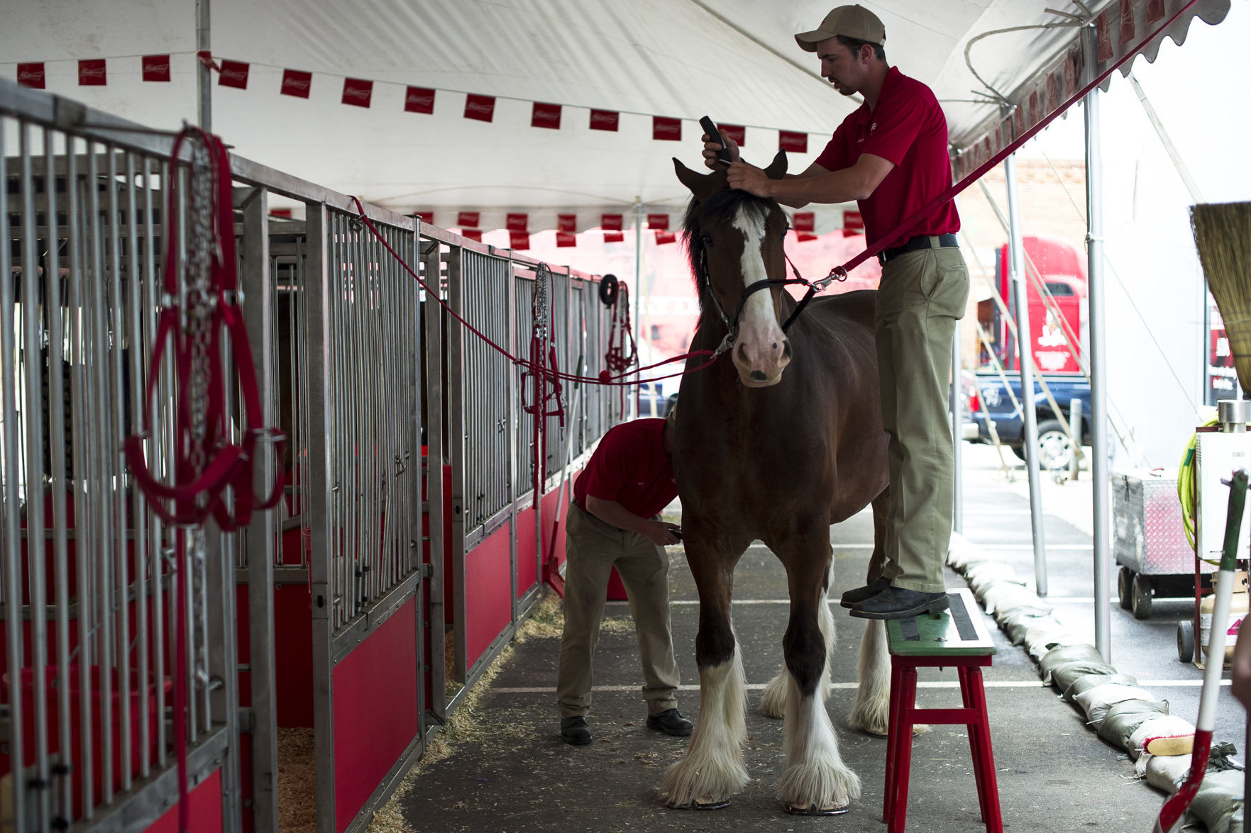 Budweiser Clydesdales 11